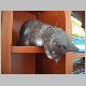 kesse Katze