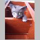 kesse Katze B2