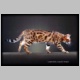 Bengalkatze