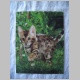 Bengalkatze jung