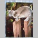 Burmakatze blau