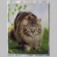 MaineCoon