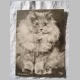 Perserkatze jung