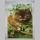 Perserkatze jung