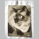 Siamkatze