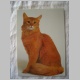 Katze_oB1