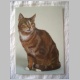Katze_oB2