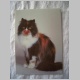Katze_oB3