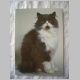 Katze_oB4