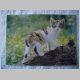 Katze_oB5