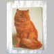 Katze_oB6