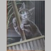 Katze Besenstiel