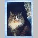 Kater am Fenster