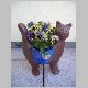 Katzenblumenk&uuml;bel