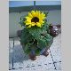 Katzenblumenk&uuml;bel B2