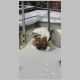 Katzenblumenk&uuml;bel Winter