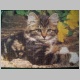 gepuzzeltes Katzenfoto