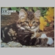 Puzzle 3 Katzenfoto