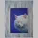 Spielkarten R&uuml;ckseite Katzenfoto